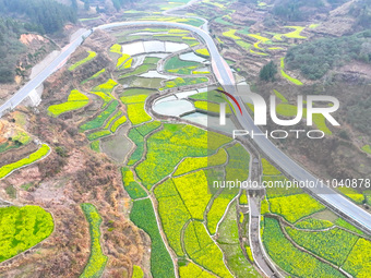 Rapeseed flowers are blooming in Wenjiang village, Qiandongnan, Guizhou province, China, on March 1, 2024. (