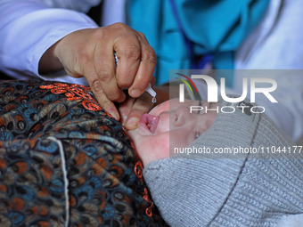 A health worker is administering polio vaccine drops to a child in Srinagar, Kashmir, India, on March 3, 2024. A three-day pulse polio vacci...