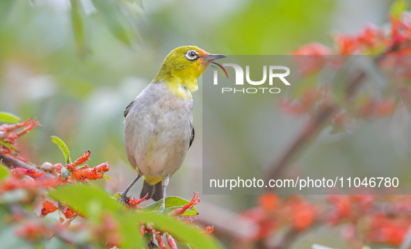 A Black-masked White-eye is sipping nectar at a park in Nanning, China, on March 3, 2024. 