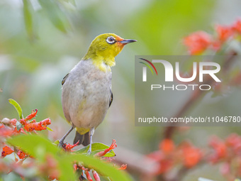 A Black-masked White-eye is sipping nectar at a park in Nanning, China, on March 3, 2024. (