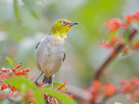 A Black-masked White-eye is sipping nectar at a park in Nanning, China, on March 3, 2024. (