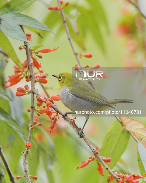 A Black-masked White-eye is sipping nectar at a park in Nanning, China, on March 3, 2024. 