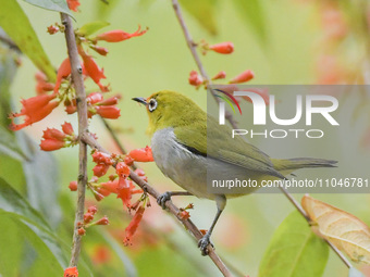 A Black-masked White-eye is sipping nectar at a park in Nanning, China, on March 3, 2024. (