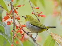 A Black-masked White-eye is sipping nectar at a park in Nanning, China, on March 3, 2024. (