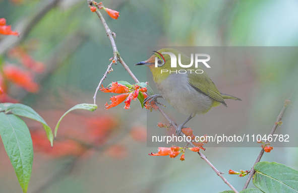 A Black-masked White-eye is sipping nectar at a park in Nanning, China, on March 3, 2024. 