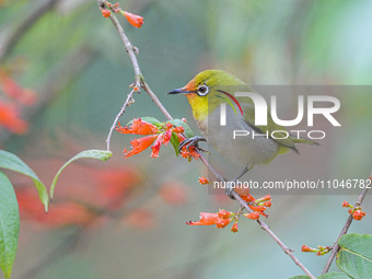 A Black-masked White-eye is sipping nectar at a park in Nanning, China, on March 3, 2024. (