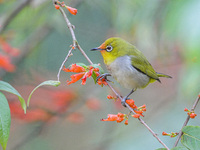 A Black-masked White-eye is sipping nectar at a park in Nanning, China, on March 3, 2024. (