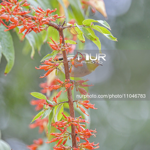 A Black-masked White-eye is sipping nectar at a park in Nanning, China, on March 3, 2024. 