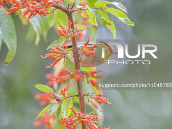 A Black-masked White-eye is sipping nectar at a park in Nanning, China, on March 3, 2024. (