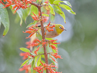 A Black-masked White-eye is sipping nectar at a park in Nanning, China, on March 3, 2024. (