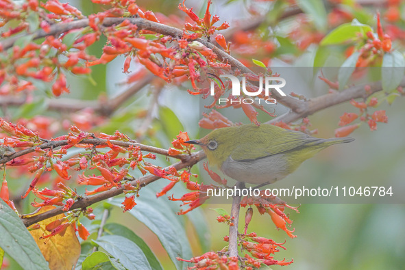 A Black-masked White-eye is sipping nectar at a park in Nanning, China, on March 3, 2024. 