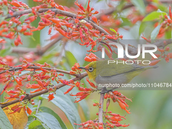 A Black-masked White-eye is sipping nectar at a park in Nanning, China, on March 3, 2024. (