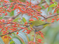 A Black-masked White-eye is sipping nectar at a park in Nanning, China, on March 3, 2024. (