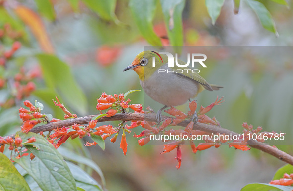 A Black-masked White-eye is sipping nectar at a park in Nanning, China, on March 3, 2024. 