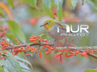 A Black-masked White-eye is sipping nectar at a park in Nanning, China, on March 3, 2024. (