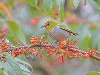 A Black-masked White-eye is sipping nectar at a park in Nanning, China, on March 3, 2024. (