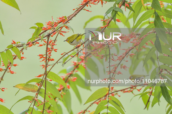 A Black-masked White-eye is sipping nectar at a park in Nanning, China, on March 3, 2024. 