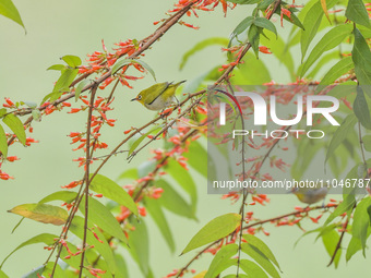 A Black-masked White-eye is sipping nectar at a park in Nanning, China, on March 3, 2024. (