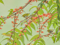 A Black-masked White-eye is sipping nectar at a park in Nanning, China, on March 3, 2024. (