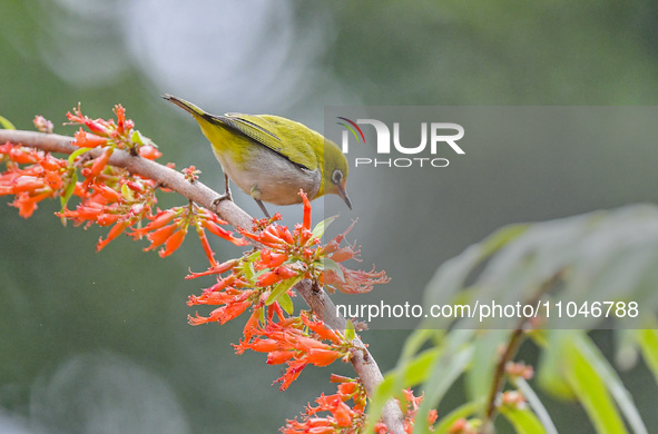 A Black-masked White-eye is sipping nectar at a park in Nanning, China, on March 3, 2024. 