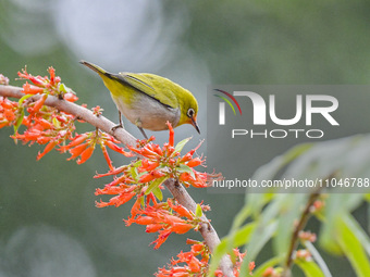 A Black-masked White-eye is sipping nectar at a park in Nanning, China, on March 3, 2024. (