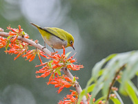 A Black-masked White-eye is sipping nectar at a park in Nanning, China, on March 3, 2024. (