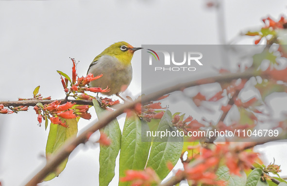 A Black-masked White-eye is sipping nectar at a park in Nanning, China, on March 3, 2024. 