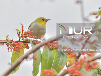 A Black-masked White-eye is sipping nectar at a park in Nanning, China, on March 3, 2024. (