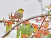 A Black-masked White-eye is sipping nectar at a park in Nanning, China, on March 3, 2024. (