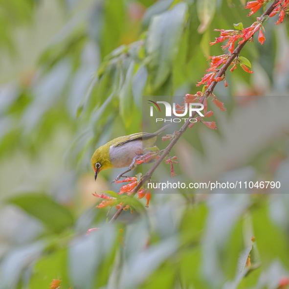 A Black-masked White-eye is sipping nectar at a park in Nanning, China, on March 3, 2024. 