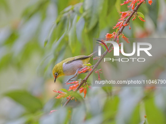 A Black-masked White-eye is sipping nectar at a park in Nanning, China, on March 3, 2024. (