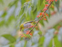 A Black-masked White-eye is sipping nectar at a park in Nanning, China, on March 3, 2024. (