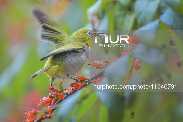 A Black-masked White-eye is sipping nectar at a park in Nanning, China, on March 3, 2024. 