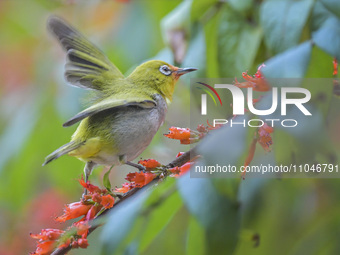 A Black-masked White-eye is sipping nectar at a park in Nanning, China, on March 3, 2024. (