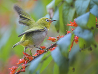 A Black-masked White-eye is sipping nectar at a park in Nanning, China, on March 3, 2024. (