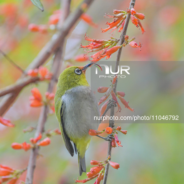 A Black-masked White-eye is sipping nectar at a park in Nanning, China, on March 3, 2024. 