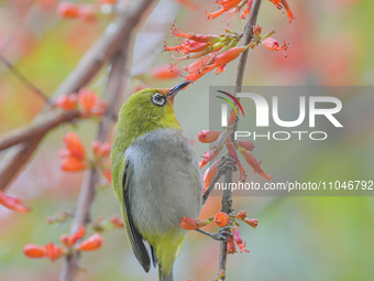 A Black-masked White-eye is sipping nectar at a park in Nanning, China, on March 3, 2024. (