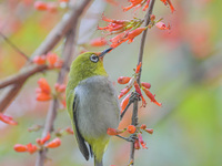 A Black-masked White-eye is sipping nectar at a park in Nanning, China, on March 3, 2024. (