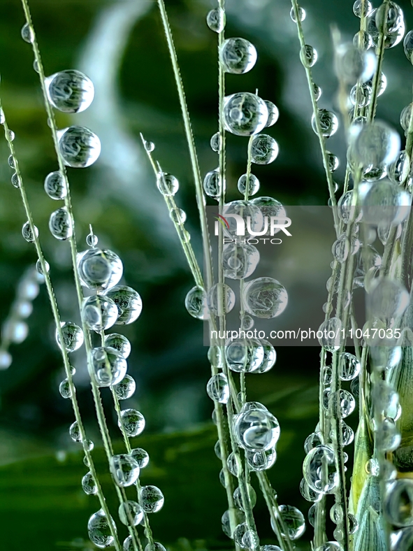 Dew drops are glistening on wheat at a grain plantation of Lavender Manor in Laibin, China, on March 4, 2024. 