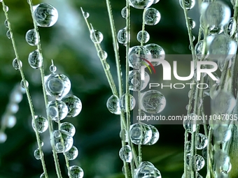 Dew drops are glistening on wheat at a grain plantation of Lavender Manor in Laibin, China, on March 4, 2024. (