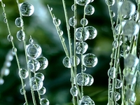 Dew drops are glistening on wheat at a grain plantation of Lavender Manor in Laibin, China, on March 4, 2024. (