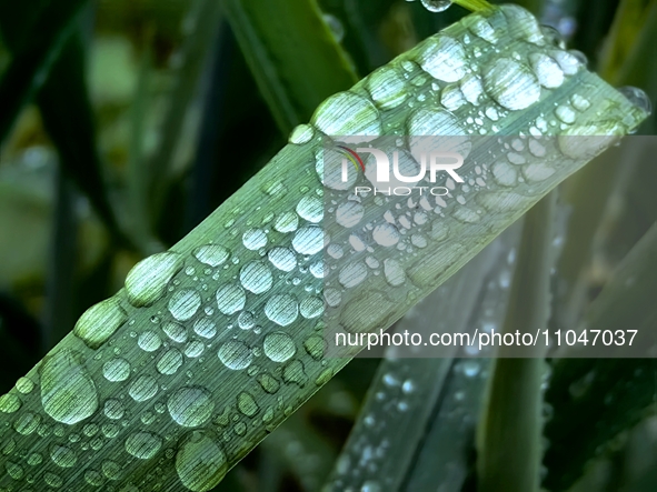 Dew drops are glistening on wheat at a grain plantation of Lavender Manor in Laibin, China, on March 4, 2024. 