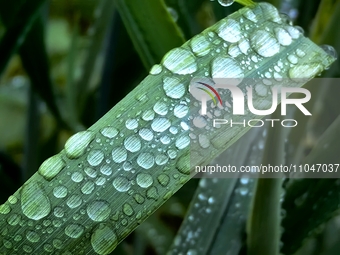 Dew drops are glistening on wheat at a grain plantation of Lavender Manor in Laibin, China, on March 4, 2024. (