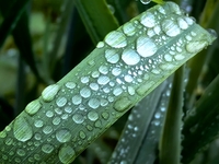 Dew drops are glistening on wheat at a grain plantation of Lavender Manor in Laibin, China, on March 4, 2024. (