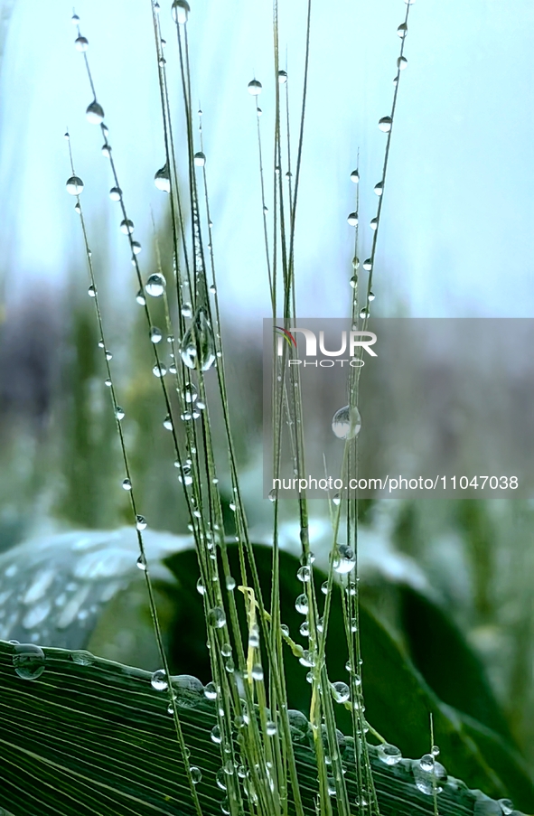 Dew drops are glistening on wheat at a grain plantation of Lavender Manor in Laibin, China, on March 4, 2024. 