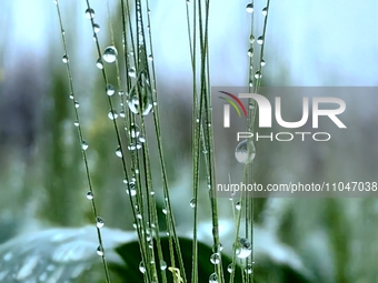 Dew drops are glistening on wheat at a grain plantation of Lavender Manor in Laibin, China, on March 4, 2024. (