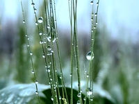 Dew drops are glistening on wheat at a grain plantation of Lavender Manor in Laibin, China, on March 4, 2024. (