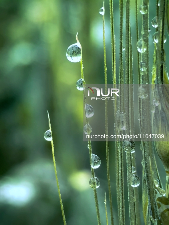 Dew drops are glistening on wheat at a grain plantation of Lavender Manor in Laibin, China, on March 4, 2024. 