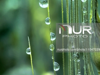 Dew drops are glistening on wheat at a grain plantation of Lavender Manor in Laibin, China, on March 4, 2024. (