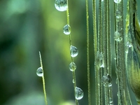 Dew drops are glistening on wheat at a grain plantation of Lavender Manor in Laibin, China, on March 4, 2024. (